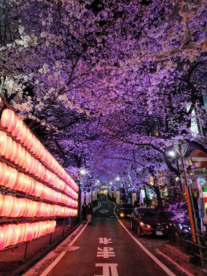 渋谷桜丘 さくら坂の桜