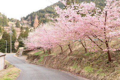 戦国夢街道ハイキングコースの桜