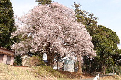 戦国夢街道ハイキングコースの桜