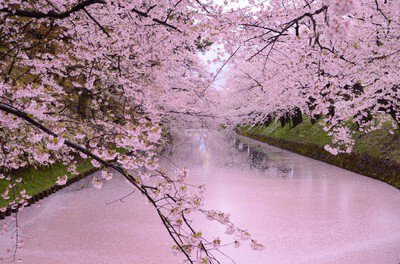 弘前公園(鷹揚公園)の桜