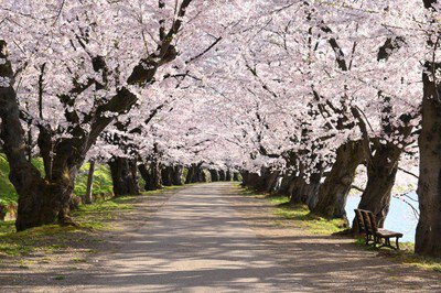 弘前公園(鷹揚公園)の桜