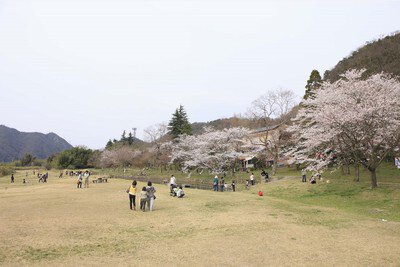 桃太郎公園の桜