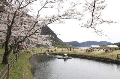 桃太郎公園の桜