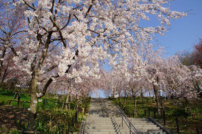 名古屋市東山動植物園の桜