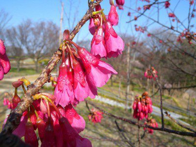 名古屋市東山動植物園の桜