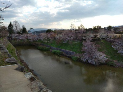 郡山城跡の桜