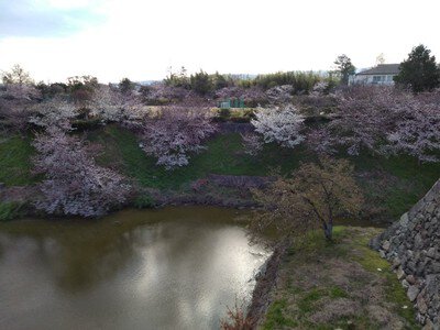 郡山城跡の桜