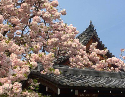 大本山 妙蓮寺の桜