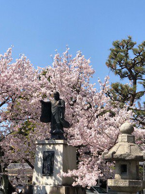 大本山 妙蓮寺の桜