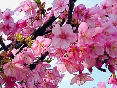 鮫洲入江広場の桜