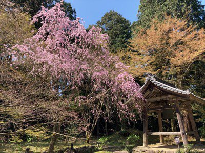 金剛輪寺の桜