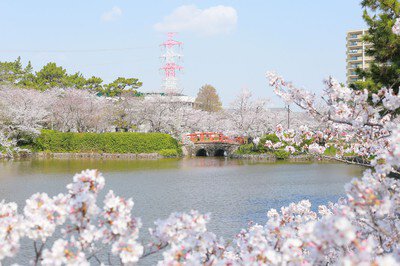 亀城公園の桜(愛知県)