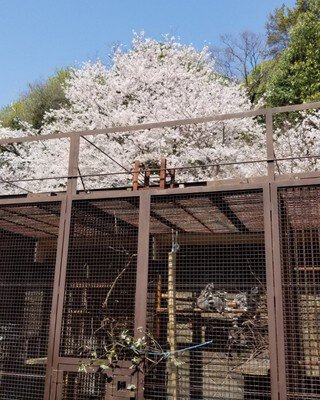 池田動物園の桜