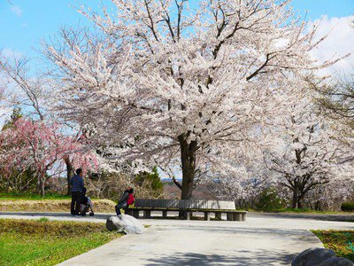 八戸公園の桜