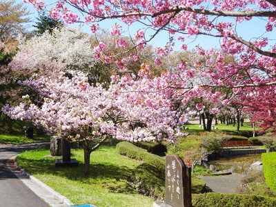 八戸公園の桜