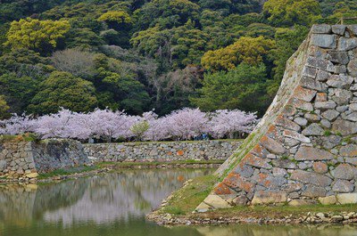 萩城跡指月公園の桜