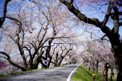 大野極楽寺公園の桜