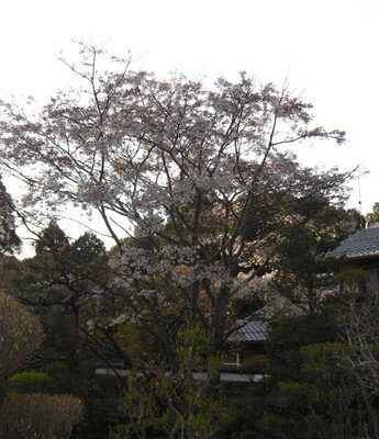 湖東三山西明寺の桜