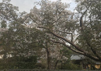 湖東三山西明寺の桜