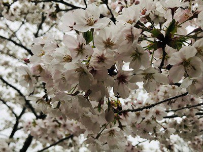 大阪府立近つ飛鳥風土記の丘の桜