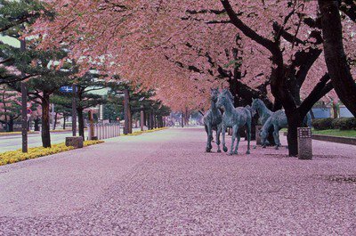 十和田市官庁街通り(駒街道)の桜