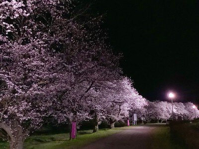 こだま千本桜