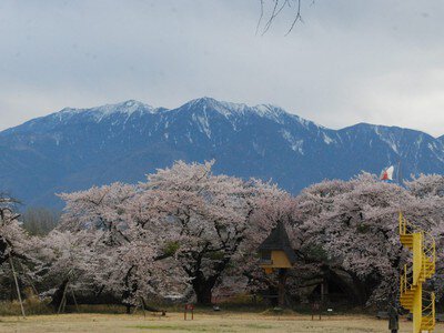 清春芸術村の桜