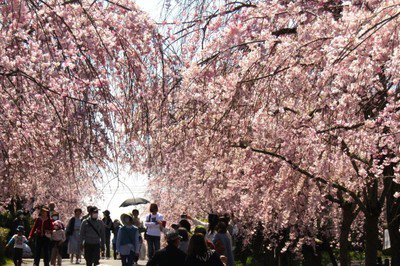 東谷山フルーツパークの桜