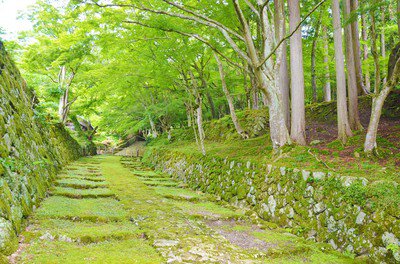 「国史跡」釈迦山 百済寺(湖東三山)の桜