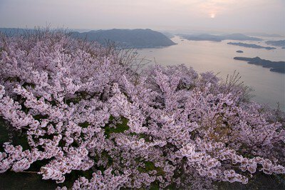筆影山山頂展望台の桜