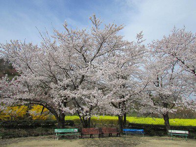 花見山の桜
