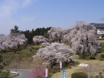 双松公園の桜