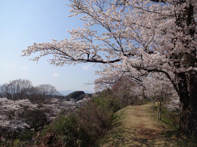 龍城公園(大田原市)の桜