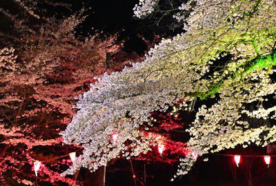 飯山白山森林公園の桜