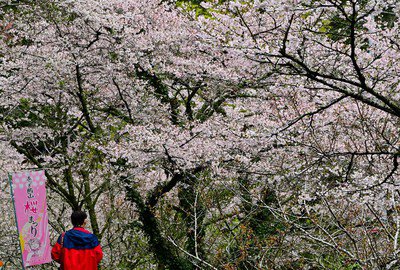 飯山白山森林公園の桜