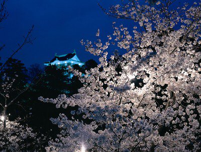 岡崎公園の桜