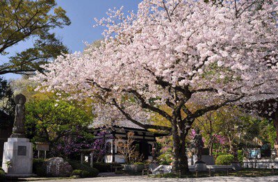 長谷寺の桜(神奈川県)