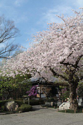 長谷寺の桜(神奈川県)