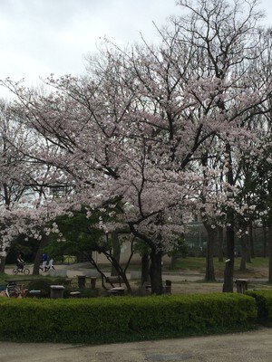 住之江公園の桜