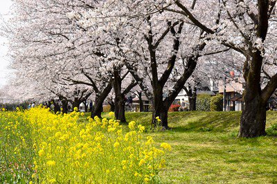 入間川サイクリングロードの桜