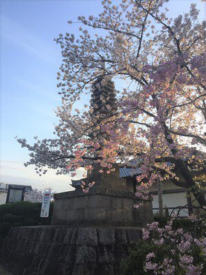 帯解寺の桜