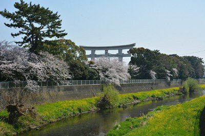 寒川神社の表参道と境内の桜