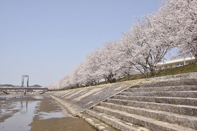 田布施川の桜