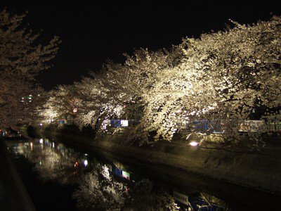 大江川緑道の桜