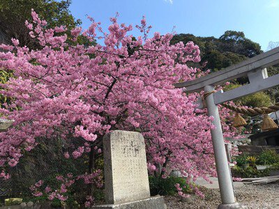 四浦半島の桜【来訪自粛】