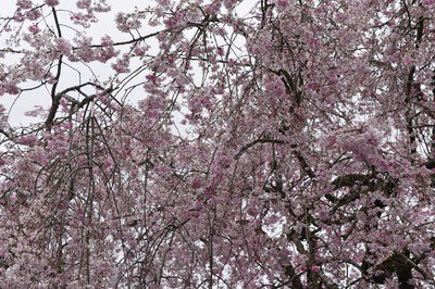 京都府・緑化センターの桜