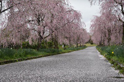 京都府・緑化センターの桜