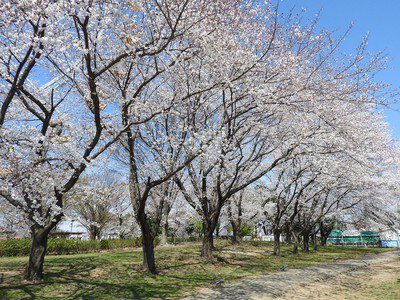 東武動物公園の桜