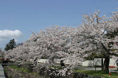 真野公園の桜