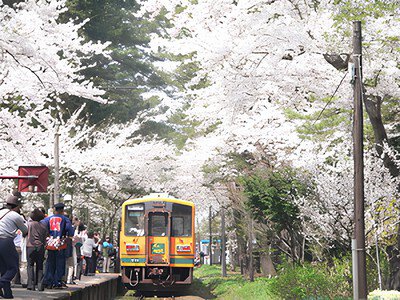 県立芦野公園の桜